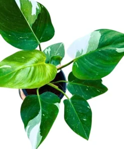 White Princess Philodendron Live Plant - Variegated Houseplant, 5-8 Inch Tall - Image 3