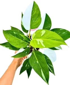 White Princess Philodendron Live Plant - Variegated Houseplant, 5-8 Inch Tall - Image 4