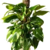 White Princess Philodendron Live Plant - Variegated Houseplant, 5-8 Inch Tall - Image 1