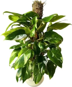 White Princess Philodendron Live Plant - Variegated Houseplant, 5-8 Inch Tall - Image 1