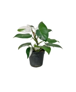White Princess Philodendron Live Plant - Variegated Houseplant, 5-8 Inch Tall - Image 6