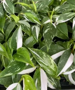 White Princess Philodendron Live Plant - Variegated Houseplant, 5-8 Inch Tall - Image 7