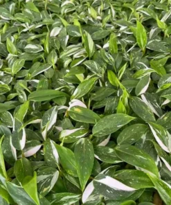 White Princess Philodendron Live Plant - Variegated Houseplant, 5-8 Inch Tall - Image 8