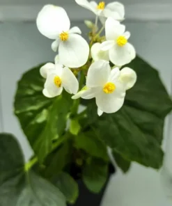 White Sweet Begonia Live Plant – Fragrant Angel Wing Begonia Starter – 5-8 Inch Tall - Image 2