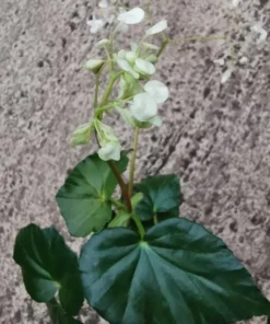 White Sweet Begonia Live Plant – Fragrant Angel Wing Begonia Starter – 5-8 Inch Tall - Image 3