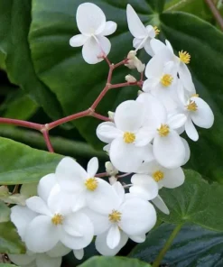 White Sweet Begonia Live Plant – Fragrant Angel Wing Begonia Starter – 5-8 Inch Tall - Image 5
