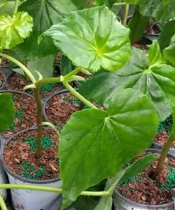 White Sweet Begonia Live Plant – Fragrant Angel Wing Begonia Starter – 5-8 Inch Tall - Image 6