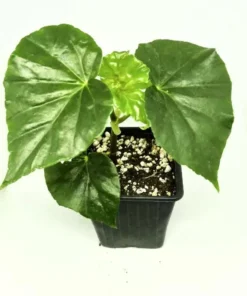 White Sweet Begonia Live Plant – Fragrant Angel Wing Begonia Starter – 5-8 Inch Tall - Image 7