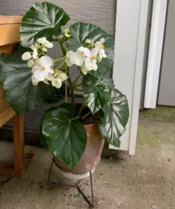 White Sweet Begonia Live Plant – Fragrant Angel Wing Begonia Starter – 5-8 Inch Tall - Image 1