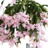 White & Thanksgiving Cactus Live Plant Schlumbergera Holiday Flower 4-6" Tall - Image 1