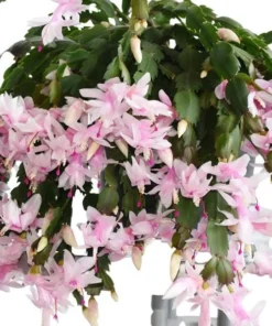 White & Thanksgiving Cactus Live Plant Schlumbergera Holiday Flower 4-6" Tall - Image 1