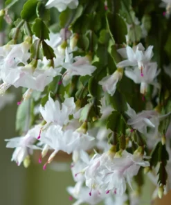 White & Thanksgiving Cactus Live Plant Schlumbergera Holiday Flower 4-6