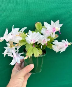 White & Thanksgiving Cactus Live Plant Schlumbergera Holiday Flower 4-6