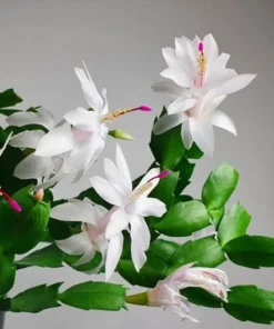White & Thanksgiving Cactus Live Plant Schlumbergera Holiday Flower 4-6