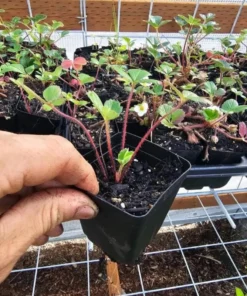 Wild Strawberry Live Plant - 3-Inch Pot - Edible Berries, Ground Cover - Image 2