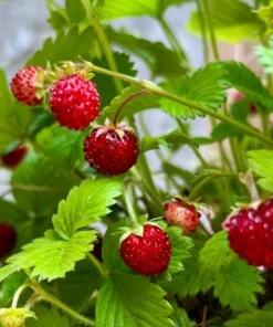 Wild Strawberry Live Plant - 3-Inch Pot - Edible Berries, Ground Cover - Image 1