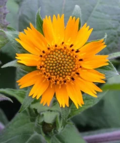 Yacon Root Live Plant - Bolivian Sunroot Starter Plug, 2-6 Inch Tall - Image 3