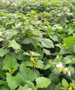 Yacon Root Live Plant - Bolivian Sunroot Starter Plug, 2-6 Inch Tall - Image 4