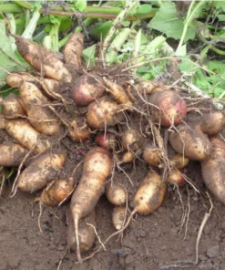 Yacon Root Live Plant - Bolivian Sunroot Starter Plug, 2-6 Inch Tall - Image 7