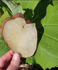 Yacon Root Live Plant - Bolivian Sunroot Starter Plug, 2-6 Inch Tall - Image 8