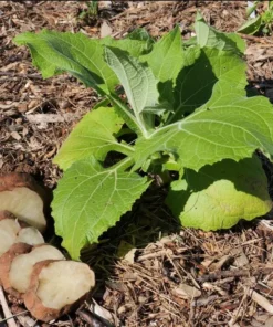 Yacon Root Live Plant - Bolivian Sunroot Starter Plug, 2-6 Inch Tall - Image 9