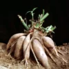 Yacon Root Live Plant - Bolivian Sunroot Starter Plug, 2-6 Inch Tall - Image 1