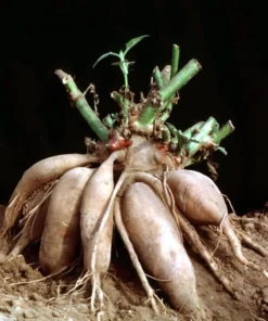 Yacon Root Live Plant - Bolivian Sunroot Starter Plug, 2-6 Inch Tall - Image 1