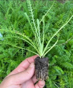 Yarrow Flowerburst Fruit Bowl Plugs - 2 Live Achillea Millefolium Plants - Image 10