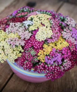 Yarrow Flowerburst Fruit Bowl Plugs - 2 Live Achillea Millefolium Plants - Image 3