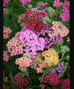 Yarrow Flowerburst Fruit Bowl Plugs - 2 Live Achillea Millefolium Plants - Image 4