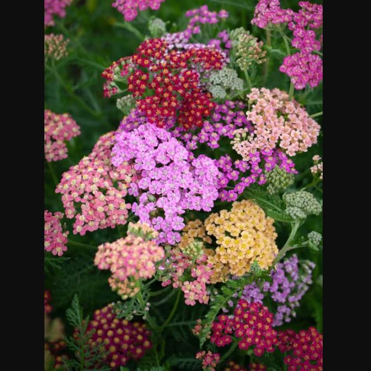 Yarrow Flowerburst Fruit Bowl Plugs - 2 Live Achillea Millefolium Plants - Image 4
