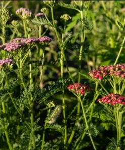 Yarrow Flowerburst Fruit Bowl Plugs - 2 Live Achillea Millefolium Plants - Image 5