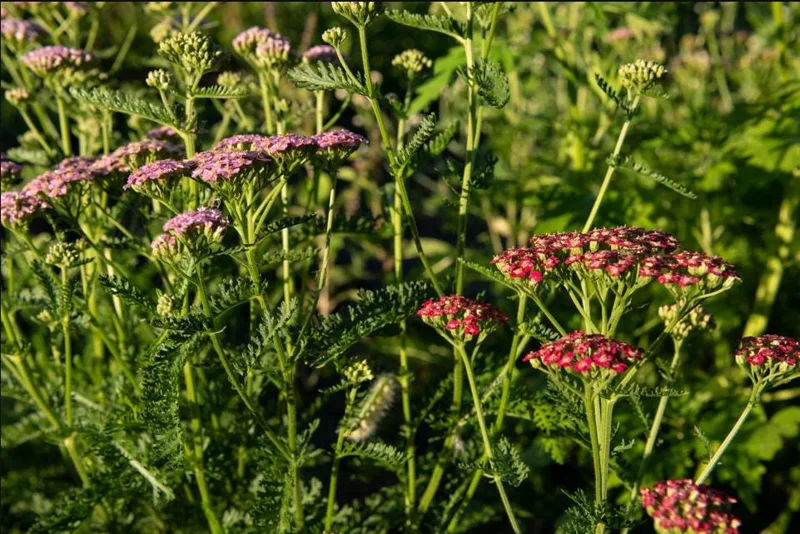 Yarrow Flowerburst Fruit Bowl Plugs - 2 Live Achillea Millefolium Plants - Image 5