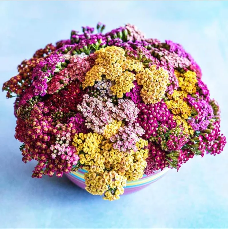 Yarrow Flowerburst Fruit Bowl Plugs - 2 Live Achillea Millefolium Plants - Image 6
