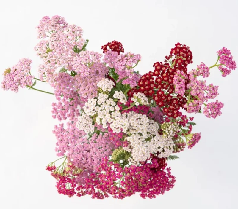 Yarrow Flowerburst Fruit Bowl Plugs - 2 Live Achillea Millefolium Plants - Image 7
