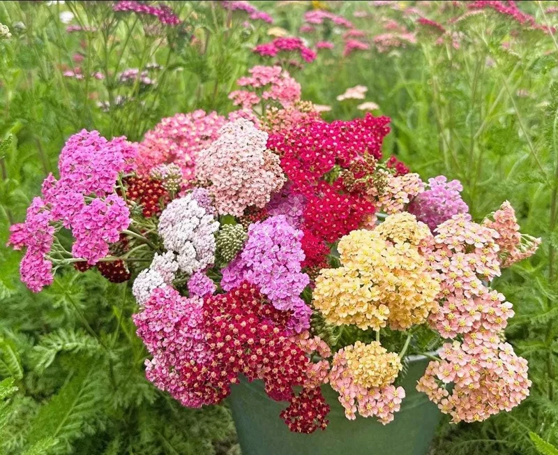 Yarrow Flowerburst Fruit Bowl Plugs - 2 Live Achillea Millefolium Plants - Image 8