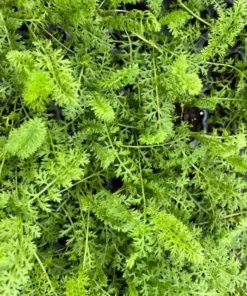 Yarrow Flowerburst Fruit Bowl Plugs - 2 Live Achillea Millefolium Plants - Image 9
