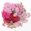 Yarrow Flowerburst Fruit Bowl Plugs - 2 Live Achillea Millefolium Plants - Image 1