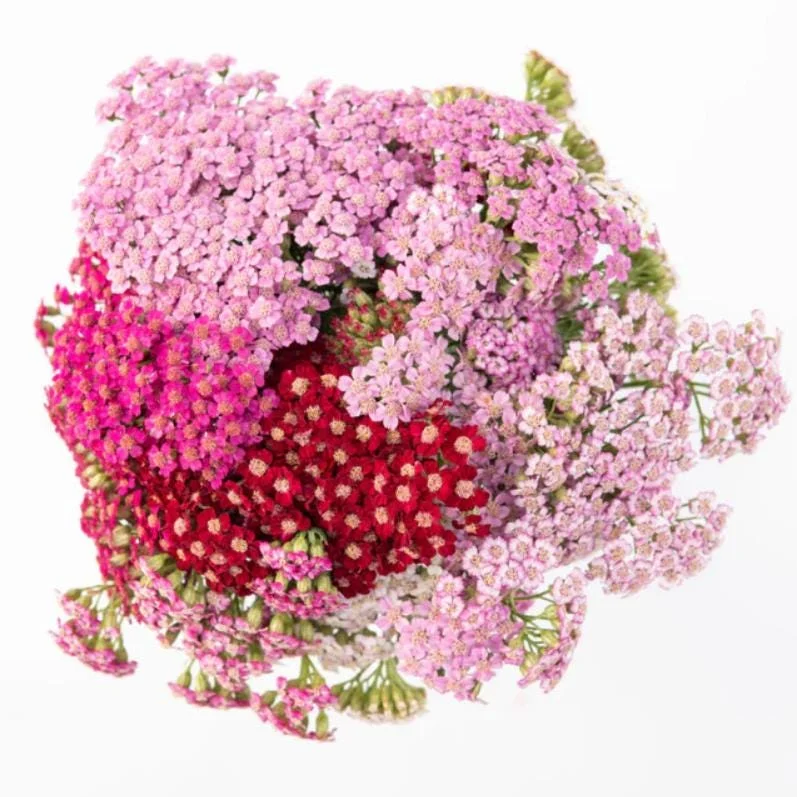 Yarrow Flowerburst Fruit Bowl Plugs - 2 Live Achillea Millefolium Plants - Image 1