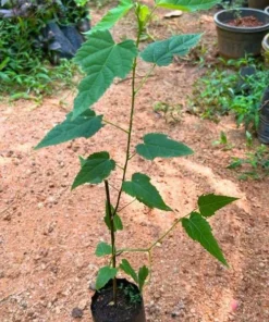 Yellow Abutilon Plant – Gold Flowering Maple Live Plant – 5-8 Inch Tall Starter - Image 2