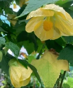 Yellow Abutilon Plant – Gold Flowering Maple Live Plant – 5-8 Inch Tall Starter - Image 3