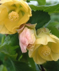 Yellow Abutilon Plant – Gold Flowering Maple Live Plant – 5-8 Inch Tall Starter - Image 4