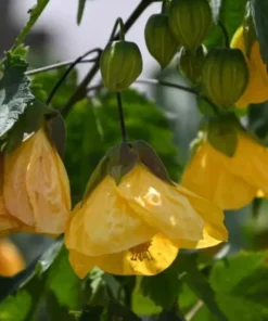 Yellow Abutilon Plant – Gold Flowering Maple Live Plant – 5-8 Inch Tall Starter - Image 5
