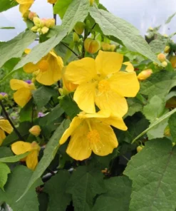 Yellow Abutilon Plant – Gold Flowering Maple Live Plant – 5-8 Inch Tall Starter - Image 6
