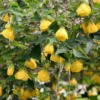 Yellow Abutilon Plant – Gold Flowering Maple Live Plant – 5-8 Inch Tall Starter - Image 1