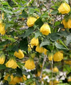 Yellow Abutilon Plant – Gold Flowering Maple Live Plant – 5-8 Inch Tall Starter - Image 1
