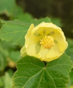 Yellow Abutilon Plant – Gold Flowering Maple Live Plant – 5-8 Inch Tall Starter - Image 7