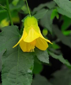 Yellow Abutilon Plant – Gold Flowering Maple Live Plant – 5-8 Inch Tall Starter - Image 8