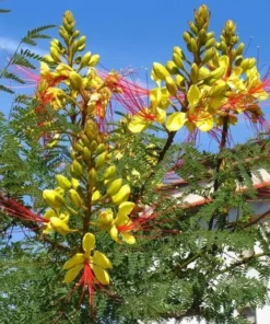 Yellow Bird of Paradise Live Plant – 4-8 Inch Starter Plant – 4 Inch Pot - Image 2