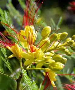 Yellow Bird of Paradise Live Plant – 4-8 Inch Starter Plant – 4 Inch Pot - Image 3